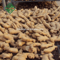 Mejor precio Chinese Air Dried Ginger